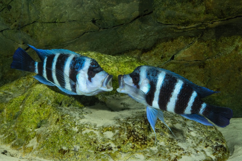 Cyphotilapia gibberosa 'Mtoto' (Moba)
